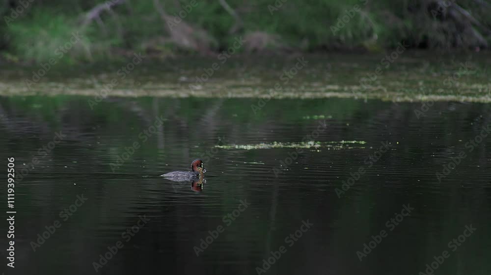Brown faced grebe carrying a fish in its beak. Brown faced grebe carrying a fish in its beak.