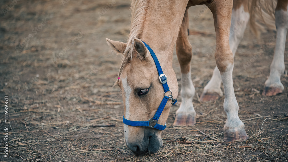 Obraz premium beige horse on a ranch