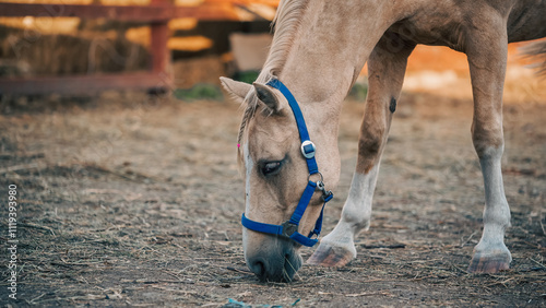 Photography beige horse on a ranch