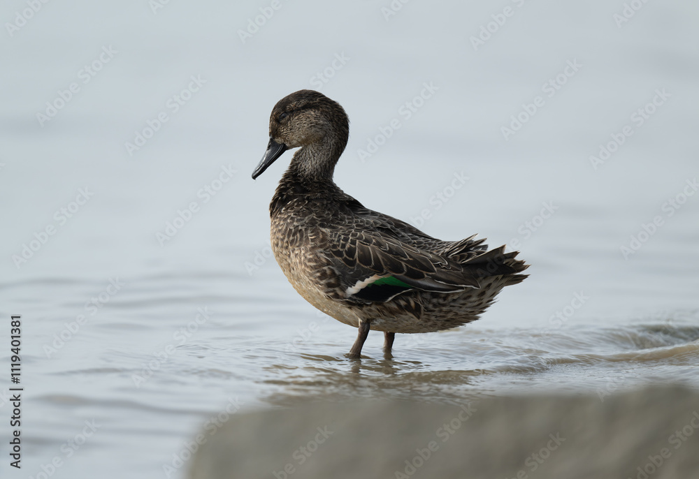 close-up of a Green-winged Teal close-up of a Green-winged Teal