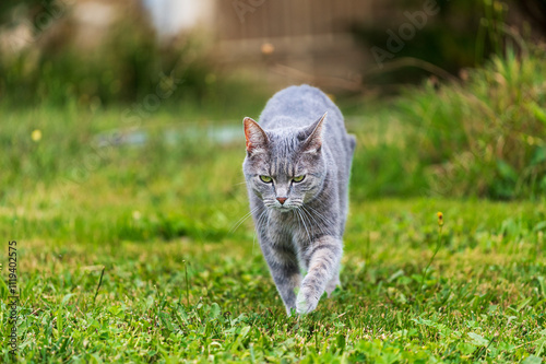 Chat gris marchant dans l'herbe d'un air décidé photo