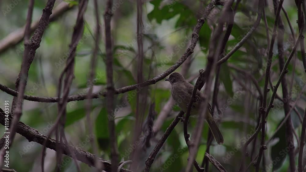 Green bulbul bird standing on tree in the forest. Green bulbul bird standing on tree in the forest.
