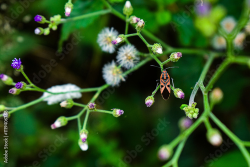 Tiny purple colored flowers in focus