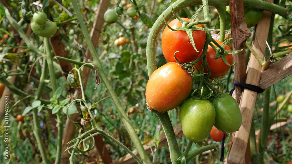 Selective focus, ripe red and unripe green tomatoes growing on sturdy stems. The wooden framework ensures the plant's stability in the garden. Selective focus, ripe red and unripe green tomatoes growing on sturdy stems. The wooden framework ensures the plant's stability in the garden.