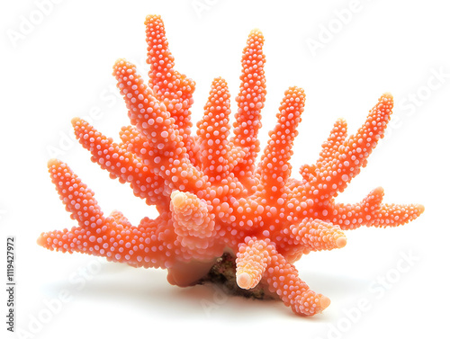 starfish isolated on white background photo