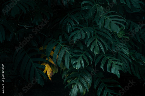 Dark green monstera leaves bushes background 