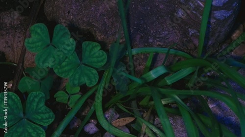 SOme grass by a stone. photo