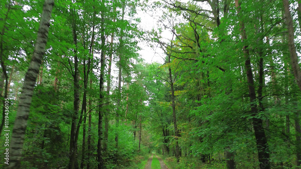 Fototapeta premium Yellow leaves on forest dirt road