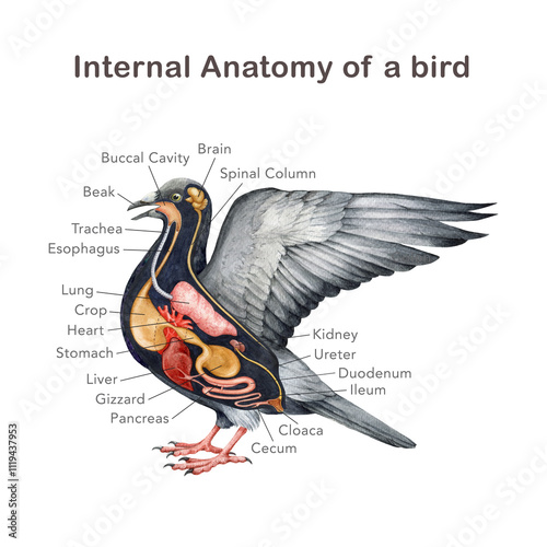 Anatomy of a bird with organ name scheme. Hand drawn detailed illustration. Avian internal organs anatomical table on white background. Bird inner anatomy for study, print, table, chart design photo