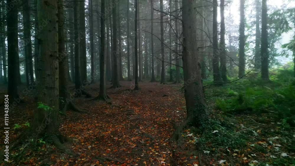 A POV aerial shot with the camera moving away from a grove of trees in a fog covered Irish forest. Filmed in 60FPS, Rec709 color and in 4K resolution. A POV aerial shot with the camera moving away from a grove of trees in a fog covered Irish forest. Filmed in 60FPS, Rec709 color and in 4K resolution.