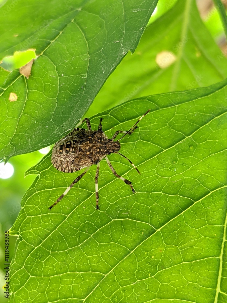 The bug hid under a leaf from the sun The bug hid under a leaf from the sun