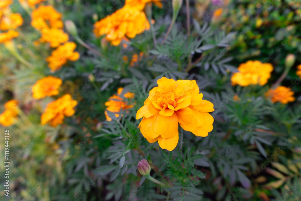 Golden marigolds bloom brightly in a sun-kissed garden, a vibrant splash of color against the lush greenery Golden marigolds bloom brightly in a sun-kissed garden, a vibrant splash of color against the lush greenery