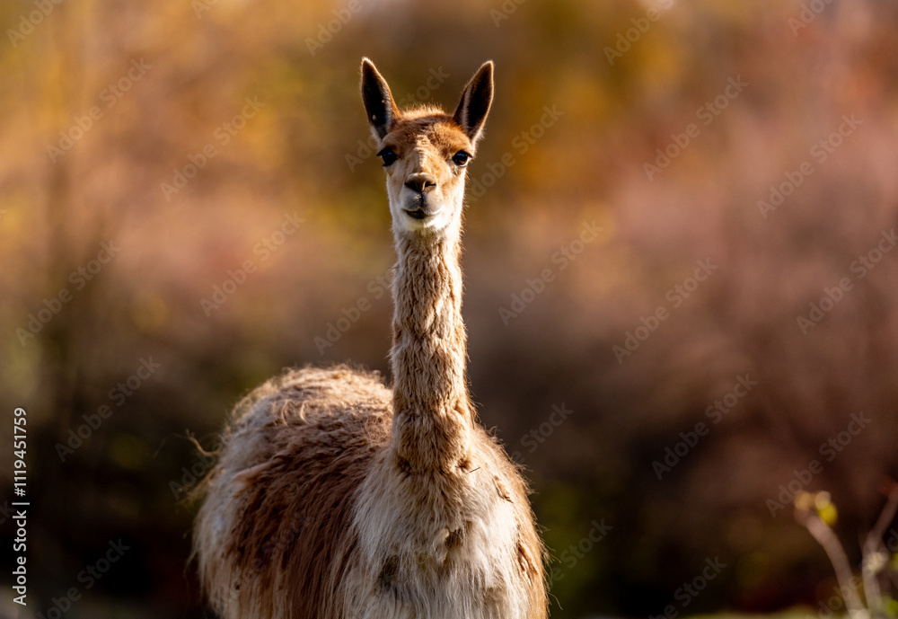 Vicuna Portrait On Blurred Background Captures An Enchanting Wildlife Moment Vicuna Portrait On Blurred Background Captures An Enchanting Wildlife Moment
