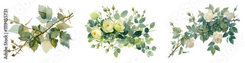 Eucalyptus Branches Set Isolated Transparent Background PNG Image
