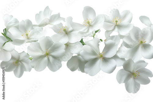 white frangipani flowers