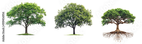 Different Tree Types with Roots Isolated Transparent Background PNG Image