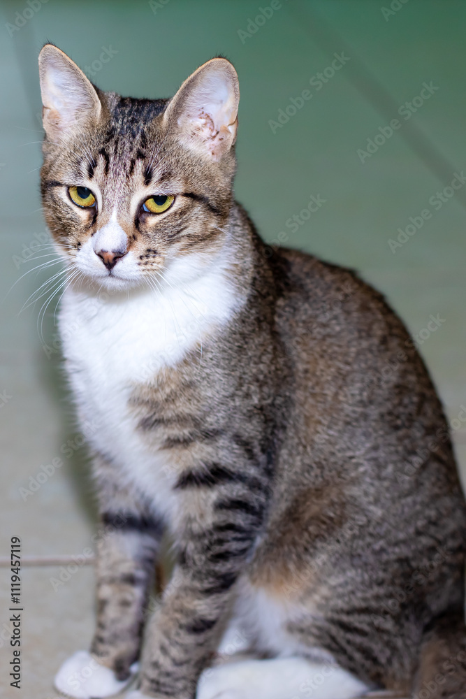 A domestic cat is sitting comfortably on the floor, gazing at the camera, A domestic cat is sitting comfortably on the floor, gazing at the camera,