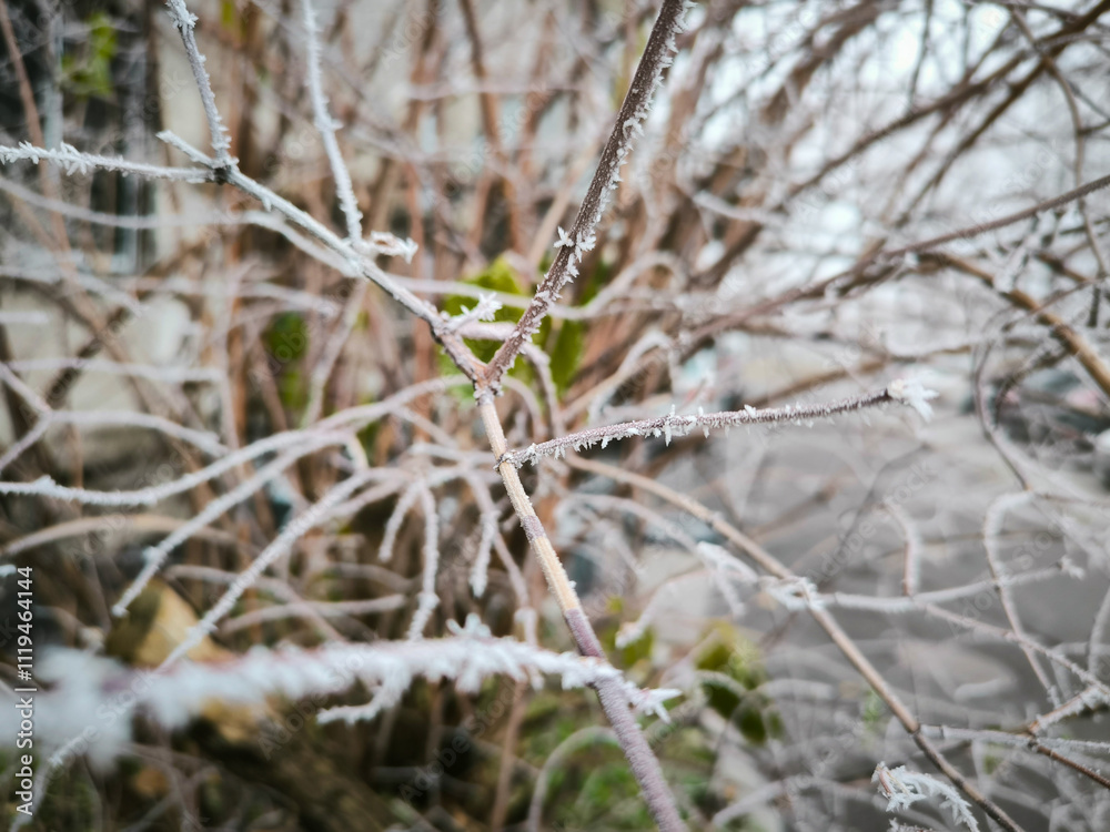 A branch covered in frost and snow. The branch is covered in ice and snow, and it looks like it's been frozen in time. A branch covered in frost and snow. The branch is covered in ice and snow, and it looks like it's been frozen in time.