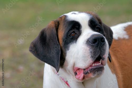 portrait of a Saint Bernard Dog outdoors, looking up.