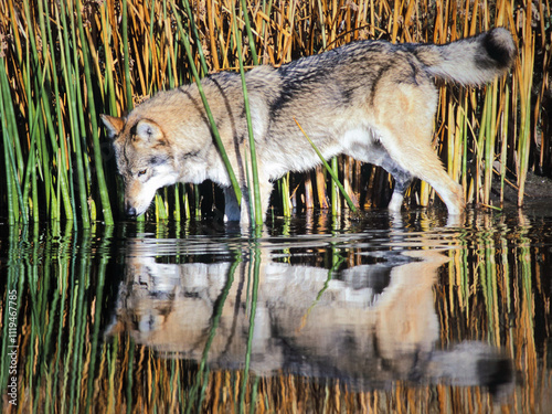 Beautiful Gray Wolf walking in a pond, looking into the water at his reflection.