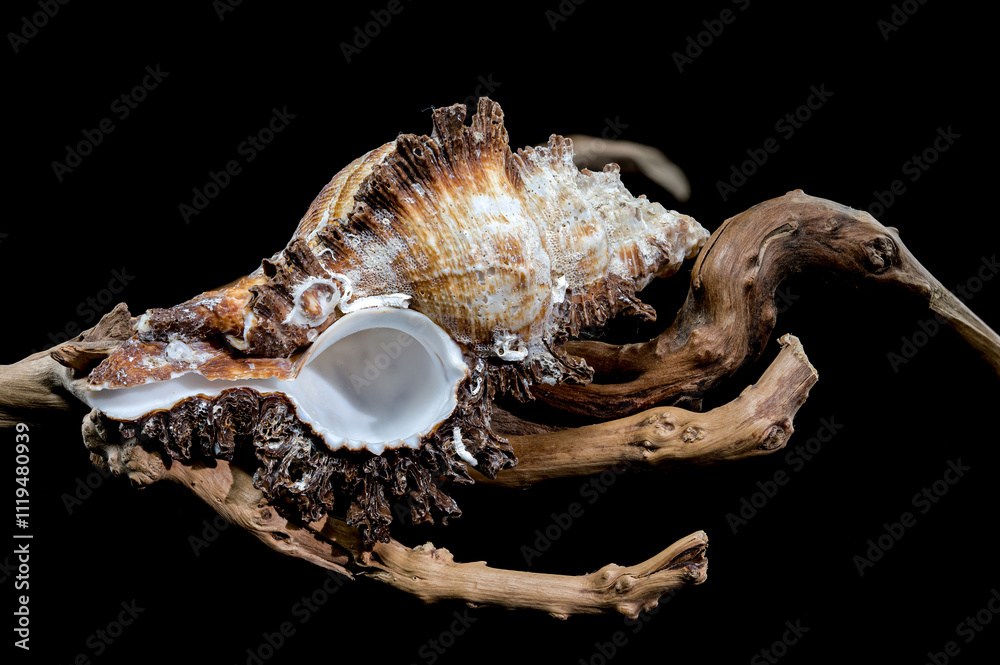 Chicoreus ramosus Shell on Driftwood black background Chicoreus ramosus Shell on Driftwood black background