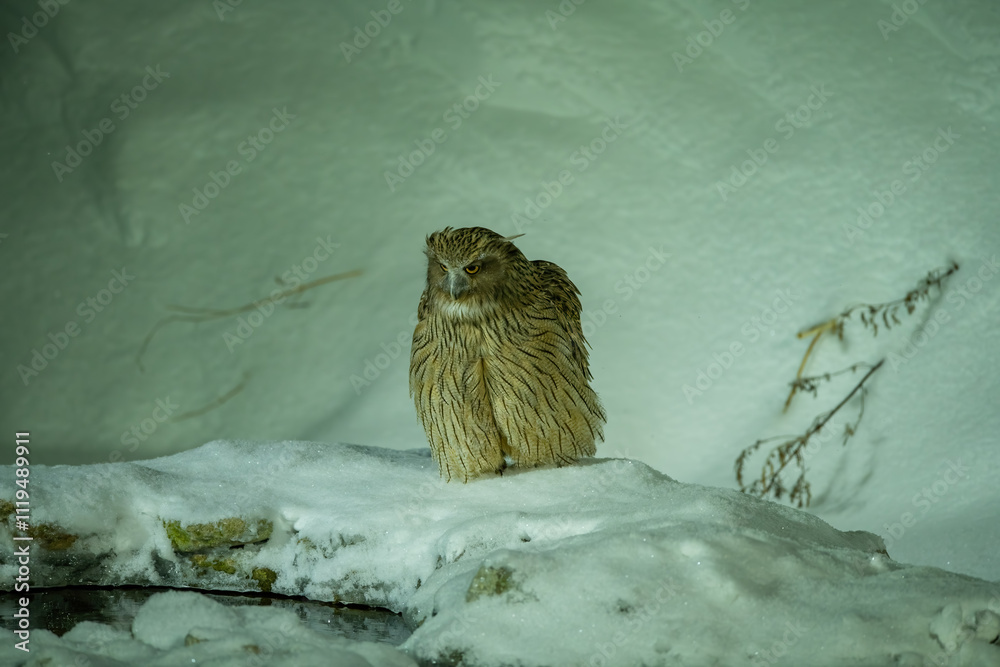 Blakiston's Fish Owl on the snow on a cold snowy day.