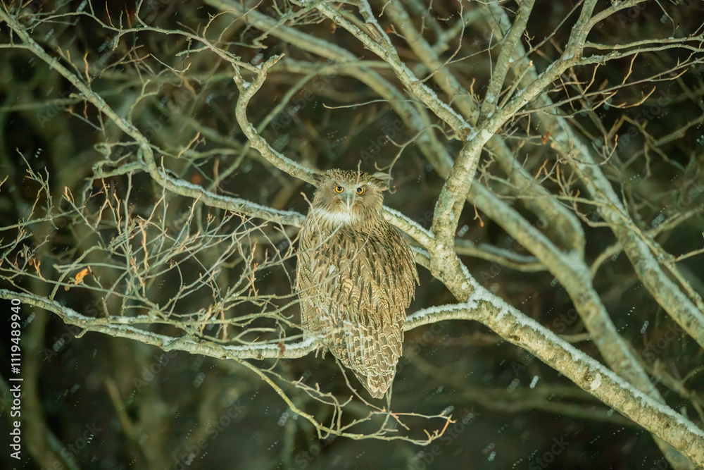 Blakiston's Fish Owl on the snow on a cold snowy day.