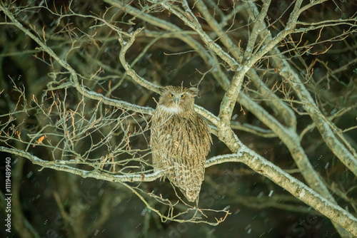 Obraz na płótnie Blakiston's Fish Owl on the snow on a cold snowy day. w salonie