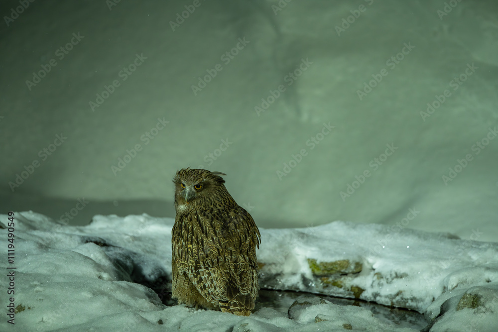 Blakiston's Fish Owl on the snow on a cold snowy day.