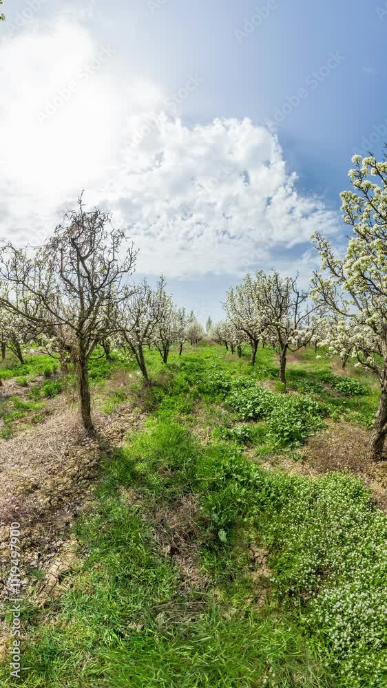 Orchard Trees Bloom Spring Landscape - A view of an orchard in full bloom during the spring season. The trees are in the foreground and the sky is in the background. Orchard Trees Bloom Spring Landscape - A view of an orchard in full bloom during the spring season. The trees are in the foreground and the sky is in the background.