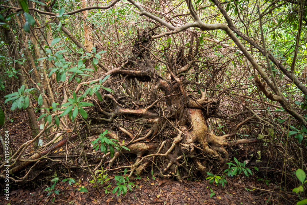 Everglades National Park, Florida, United States Everglades National Park, Florida, United States