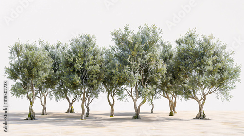 Olive Trees: 3D renderings with transparent backgrounds, perfect for illustration, digital composition, and architectural visualization.