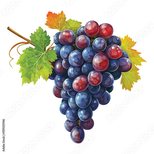 Purple Grapes with Vibrant Leaves on a Vine Realistic Vector Illustration photo