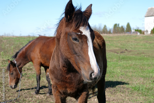 Horses graze in the field. Agriculture. Caring for horses.