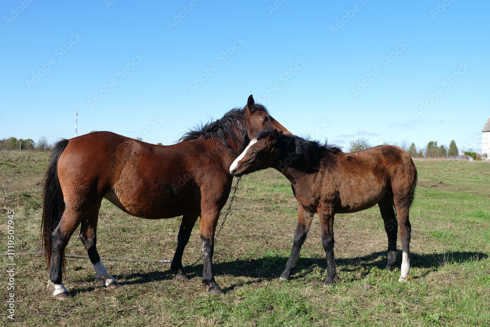 Horses graze in the field. Agriculture. Caring for horses. Horses graze in the field. Agriculture. Caring for horses.