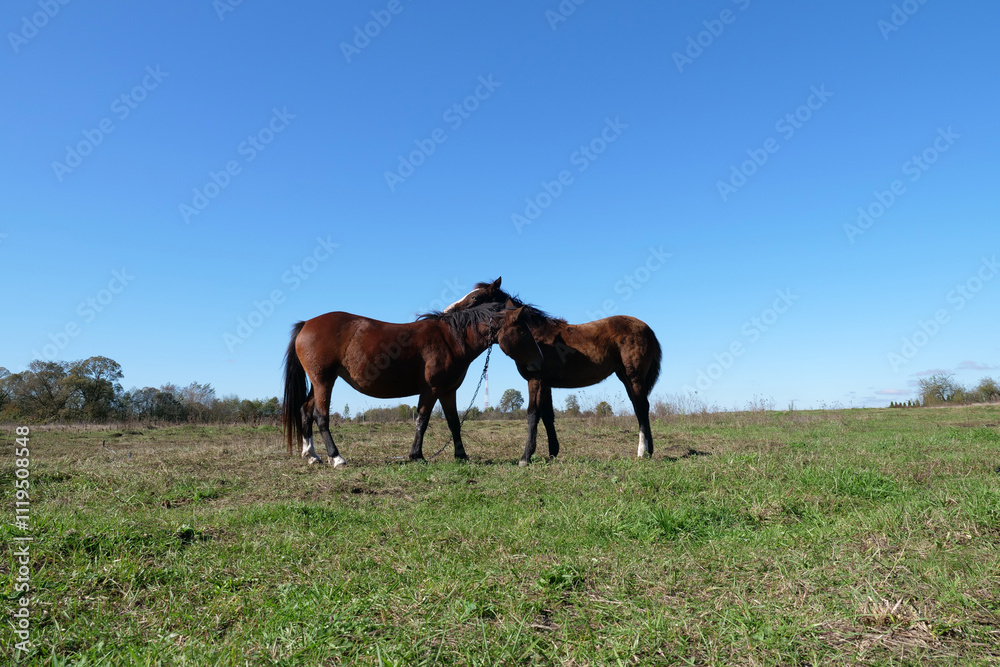 Obraz premium Horses graze in the field. Agriculture. Caring for horses.