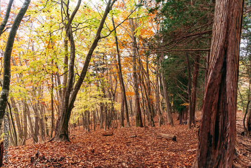 autumn forest in the morning