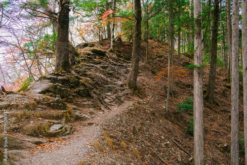 stream in the forest