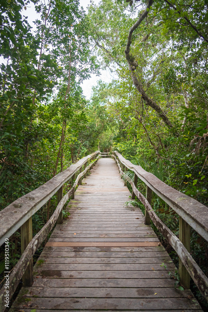 Boardwalk at Everglades National Park, Florida, United States Boardwalk at Everglades National Park, Florida, United States