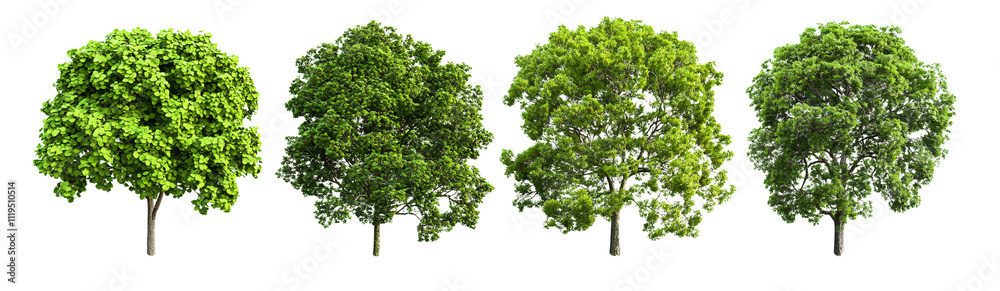 green trees isolated on white background green trees isolated on white background