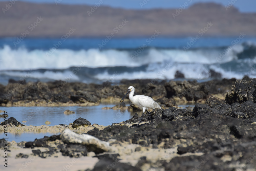 Spoonbill in the water on the beach of Fuerteventura, Spain Spoonbill in the water on the beach of Fuerteventura, Spain