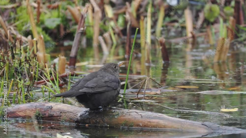 Amsel (Turdus merula)