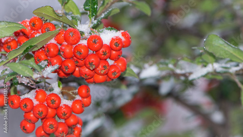 Winter rowan tree under snow close-up. Groups of bright red berries, mountain ash. branch of red rowan in winter in snow, isolated with place for text. red berries in early spring