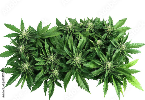 cannabis plants on white background