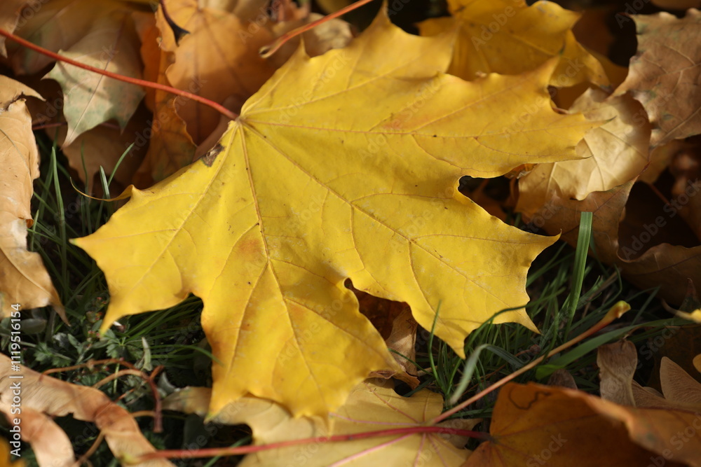 Yellow maple leaves pattern on the graund