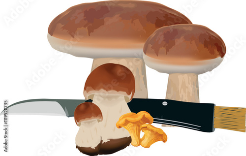 Mushroom hunter gathering edible mushrooms with knife and brush
