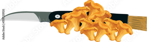 Mushroom hunter gathering fresh chanterelle mushrooms with knife and brush