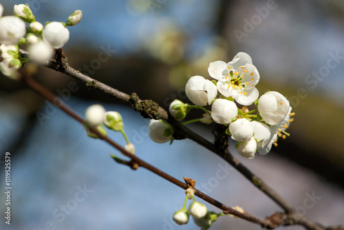 Twig of flowering blackthorn, Prunus spinosa, in spring. white flowers, natural floral background. delicate spring flowers, close-up. spring natural background, flowering tree