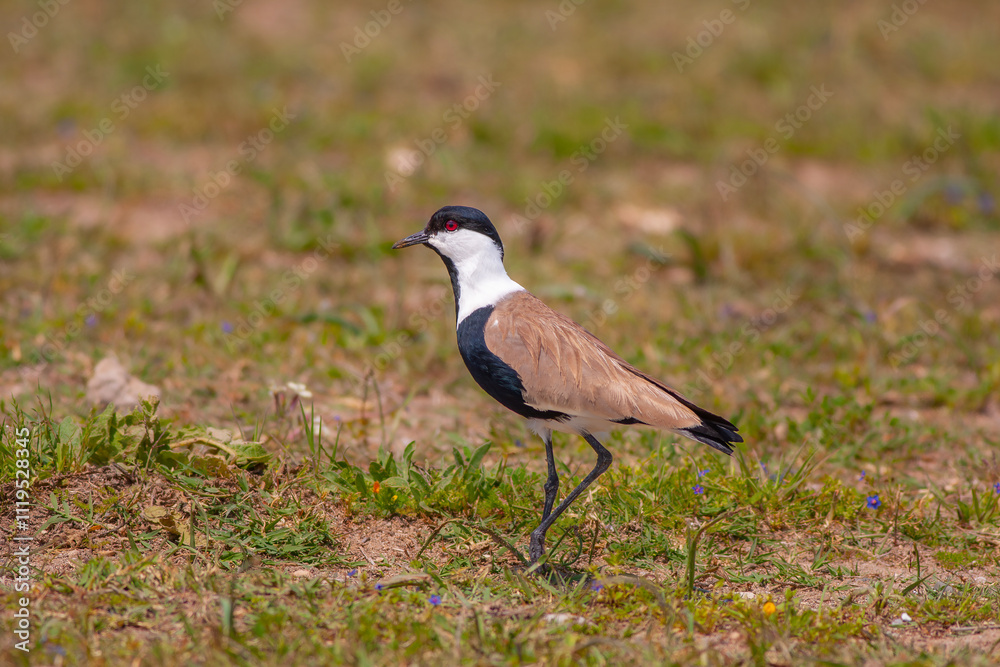 Large bird feeding in its natural environment, Vanellus spinosus, Spur-winged lapwing