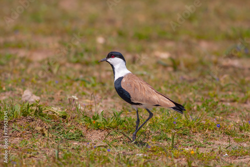 Obraz na płótnie Large bird feeding in its natural environment, Vanellus spinosus, Spur-winged lapwing w salonie